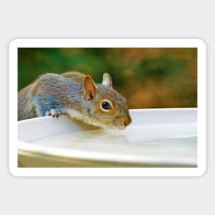 North American Ground Squirrel Magnet